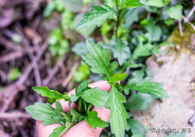 四季野菜图文大全（送你61种野菜大图鉴）(58)