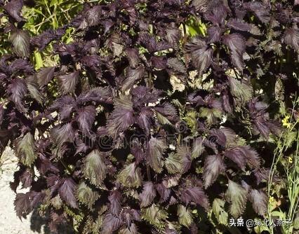 四季野菜图文大全（送你61种野菜大图鉴）(20)