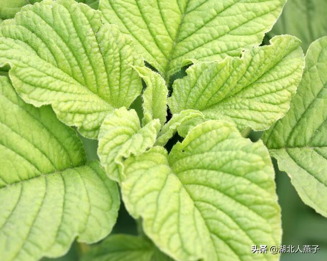 四季野菜图文大全（送你61种野菜大图鉴）(49)