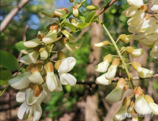 四季野菜图文大全（送你61种野菜大图鉴）(13)