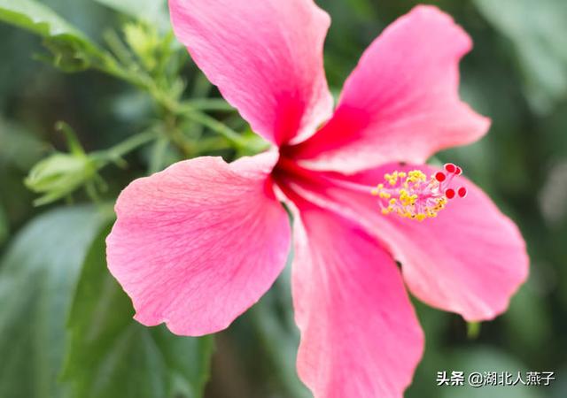 四季野菜图文大全（送你61种野菜大图鉴）(51)