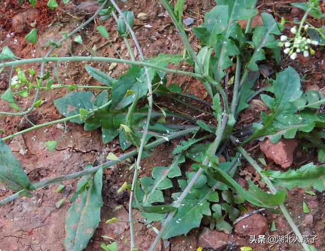 四季野菜图文大全（送你61种野菜大图鉴）(10)