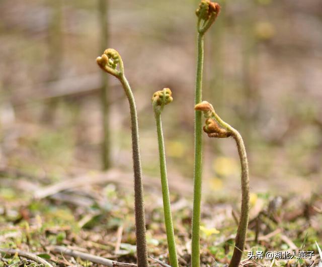 四季野菜图文大全（送你61种野菜大图鉴）(21)