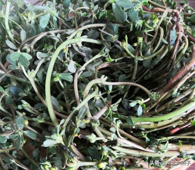 四季野菜图文大全（送你61种野菜大图鉴）(34)