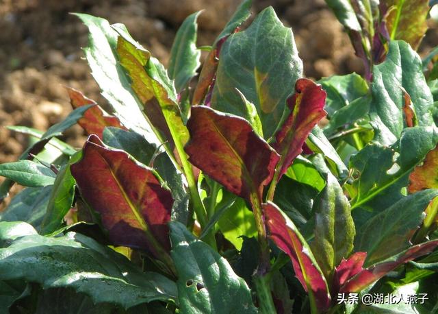 四季野菜图文大全（送你61种野菜大图鉴）(28)