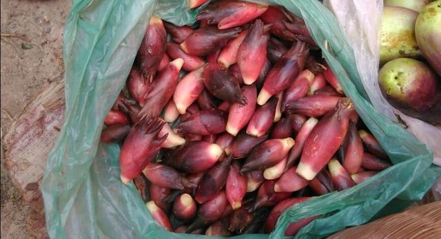 四季野菜图文大全（送你61种野菜大图鉴）(54)