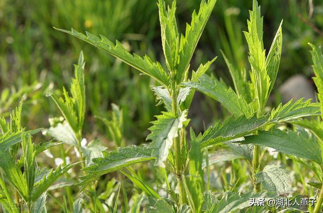 四季野菜图文大全（送你61种野菜大图鉴）(42)