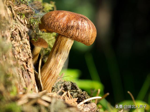 四季野菜图文大全（送你61种野菜大图鉴）(53)