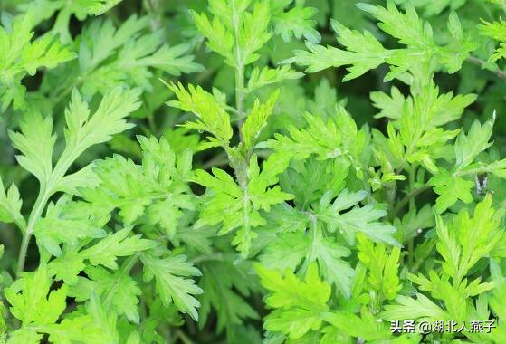 四季野菜图文大全（送你61种野菜大图鉴）(39)