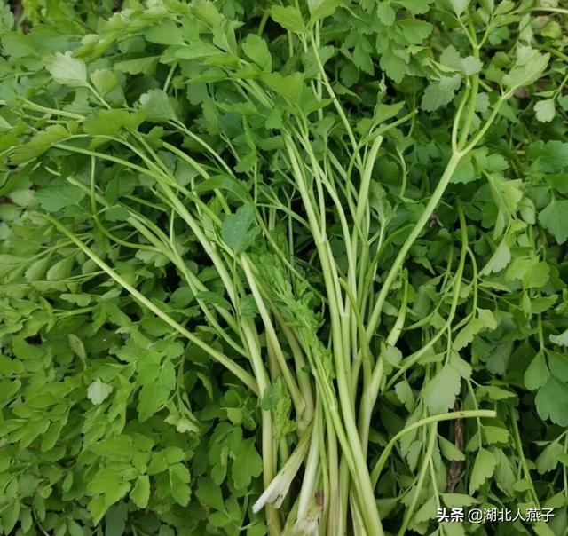 四季野菜图文大全（送你61种野菜大图鉴）(6)