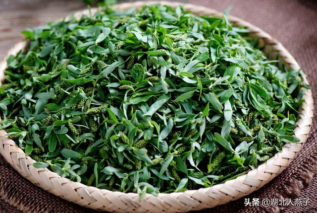 四季野菜图文大全（送你61种野菜大图鉴）(31)