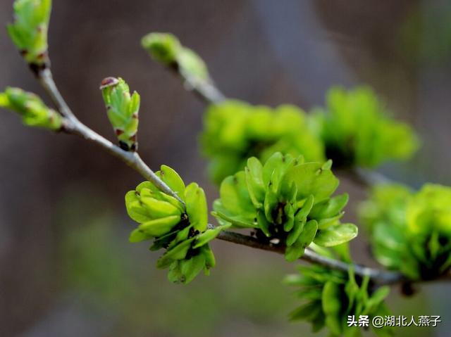 四季野菜图文大全（送你61种野菜大图鉴）(8)