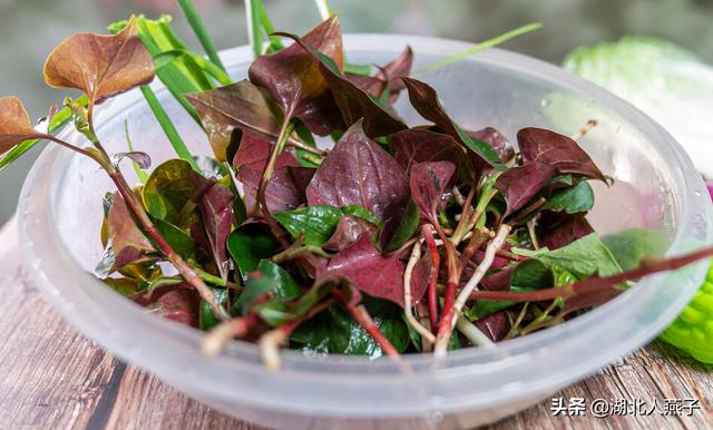 四季野菜图文大全（送你61种野菜大图鉴）(11)