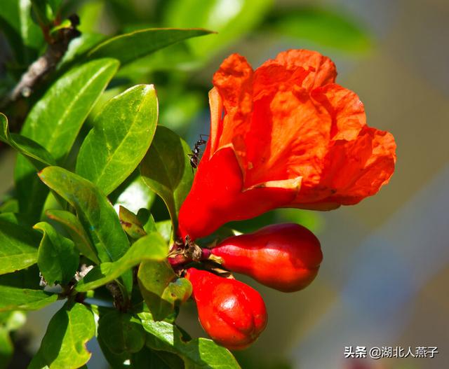 四季野菜图文大全（送你61种野菜大图鉴）(18)