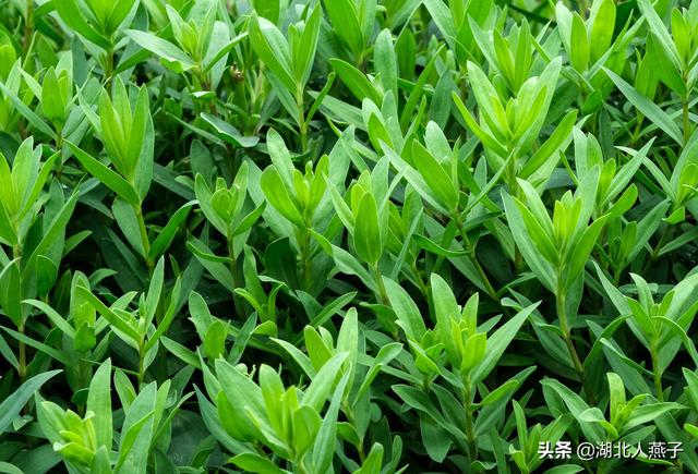 四季野菜图文大全（送你61种野菜大图鉴）(60)