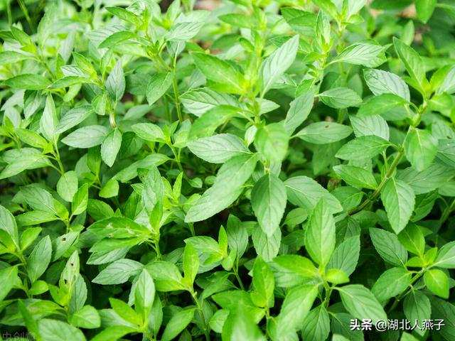 四季野菜图文大全（送你61种野菜大图鉴）(9)