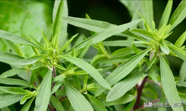 四季野菜图文大全（送你61种野菜大图鉴）(41)