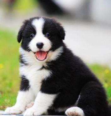 怎么样挑选边境牧羊犬？教你5招，区分纯种和串串边牧！