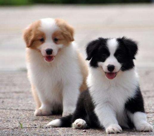 怎么样挑选边境牧羊犬？教你5招，区分纯种和串串边牧！