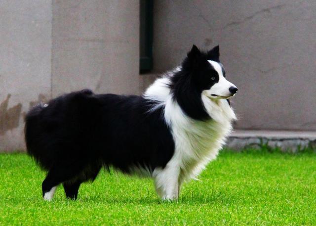 怎么样挑选边境牧羊犬？教你5招，区分纯种和串串边牧！