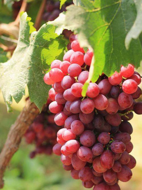 红玫瑰葡萄是什么（红玫瑰葡萄是什么东西）