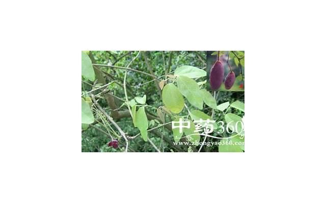 育麦五是什么药，了解育麦五的功效与用途