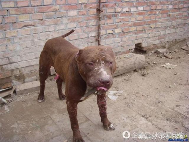 比特犬把藏獒咬死（比特犬被藏獒一口锁喉）(1)