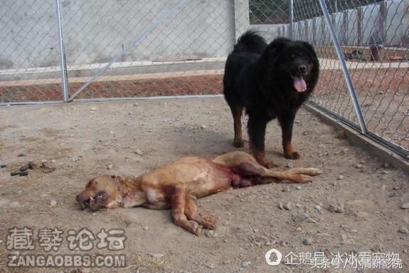 比特犬把藏獒咬死（比特犬被藏獒一口锁喉）(3)