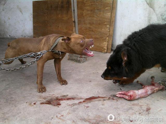 比特犬把藏獒咬死（比特犬被藏獒一口锁喉）(2)