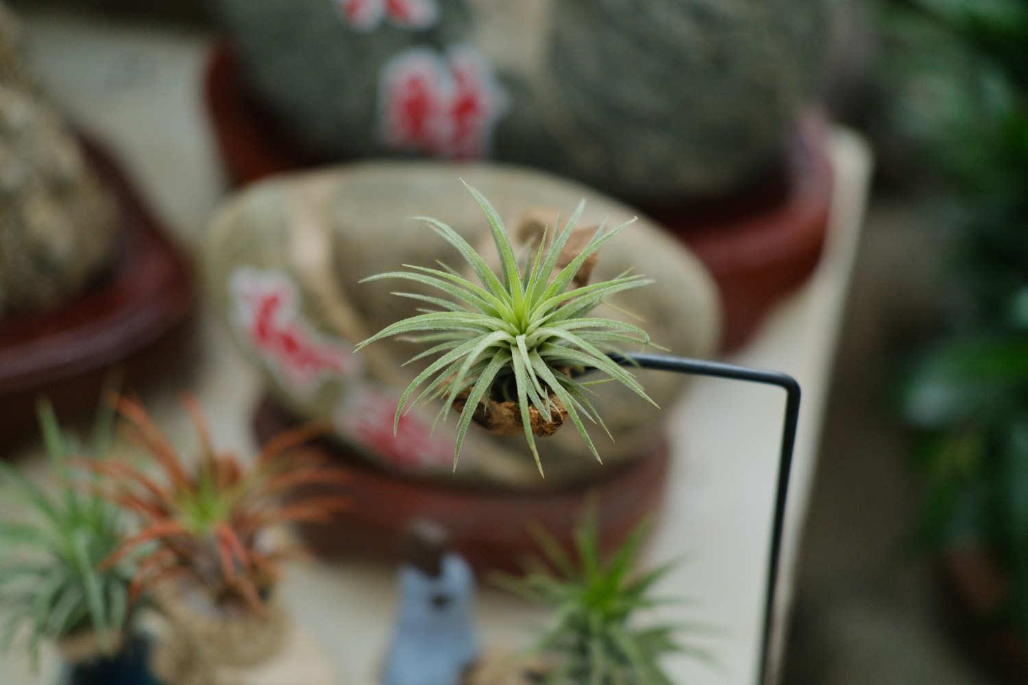 空气凤梨 空气凤梨