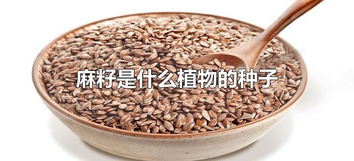 麻籽是什么植物的种子