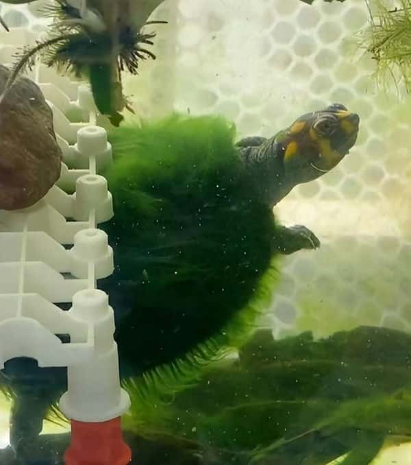 乌龟和金鱼一起养可以吗（乌龟能和金鱼一起养吗）