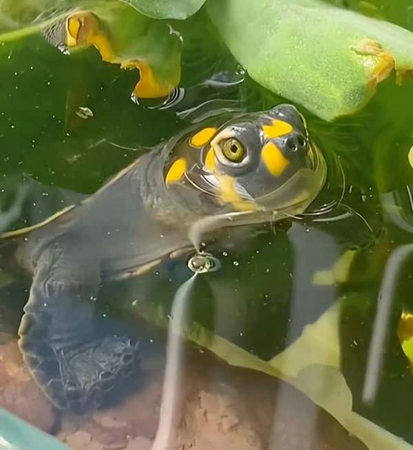 乌龟和金鱼一起养可以吗（乌龟能和金鱼一起养吗）