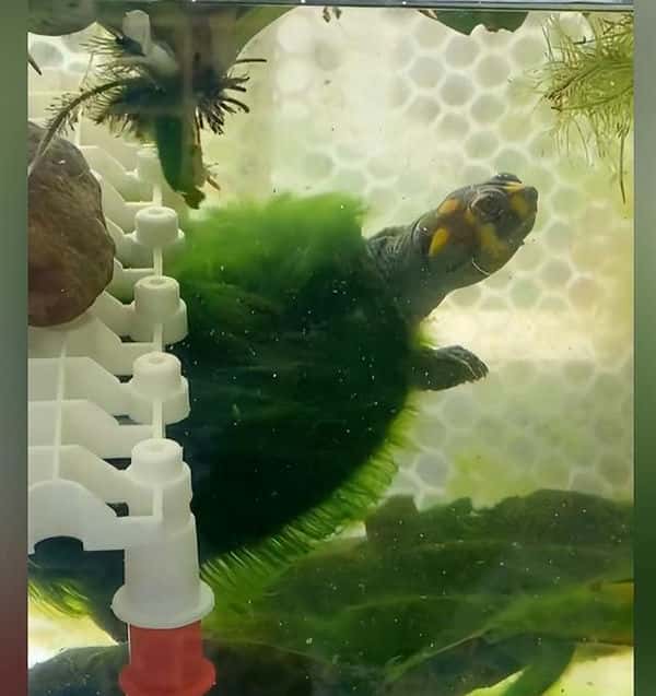 乌龟和金鱼一起养可以吗（乌龟能和金鱼一起养吗）