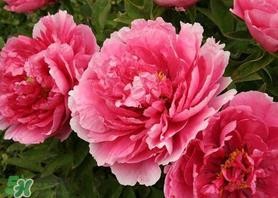 五月份种什么花？5月份适合种什么花？