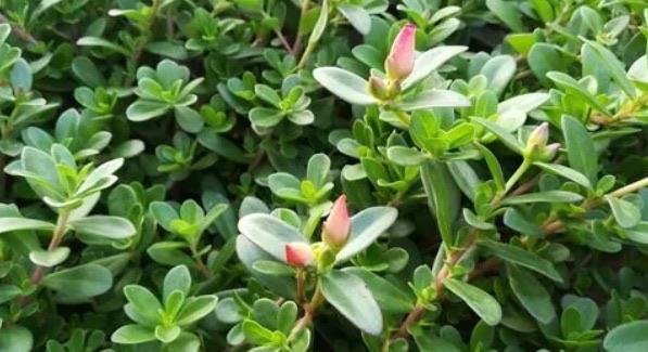 网络图片(侵删)