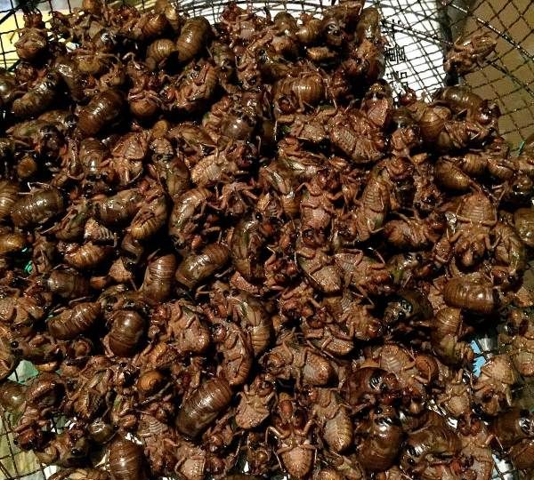 蝉几月份消失,蝉叫几月份消失图4