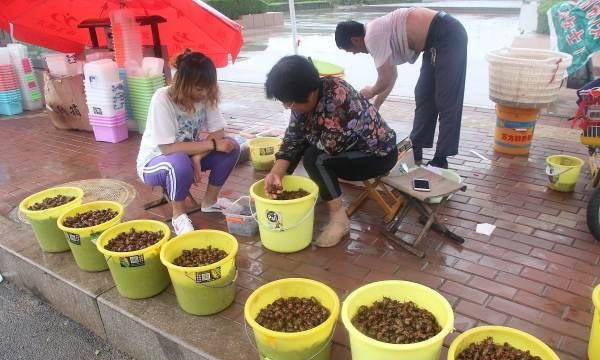 蝉几月份消失,蝉叫几月份消失图3