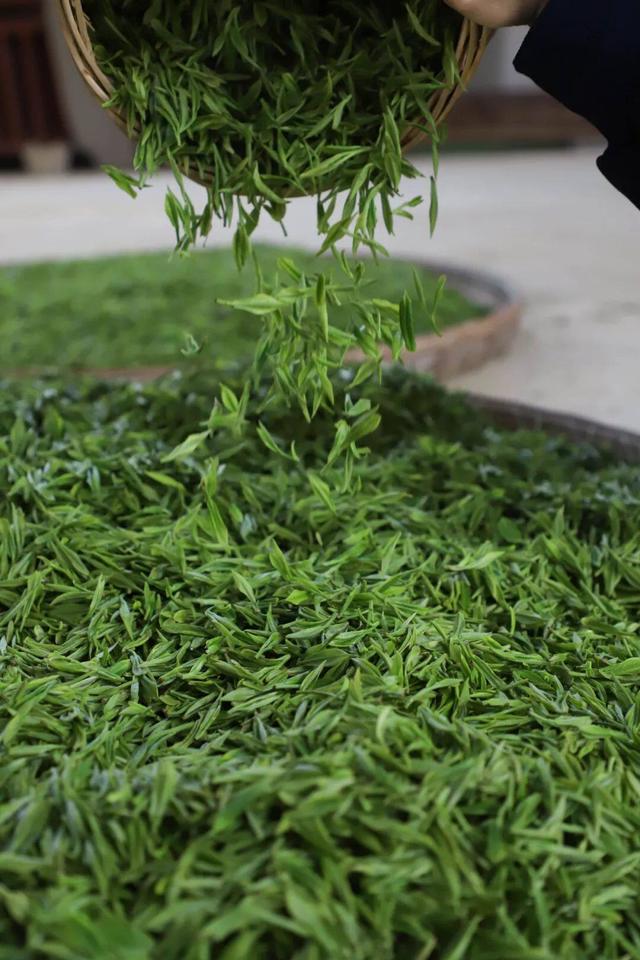 常州溧阳天目湖白茶好茶的特点（天目出好茶高山野茶香）(8)