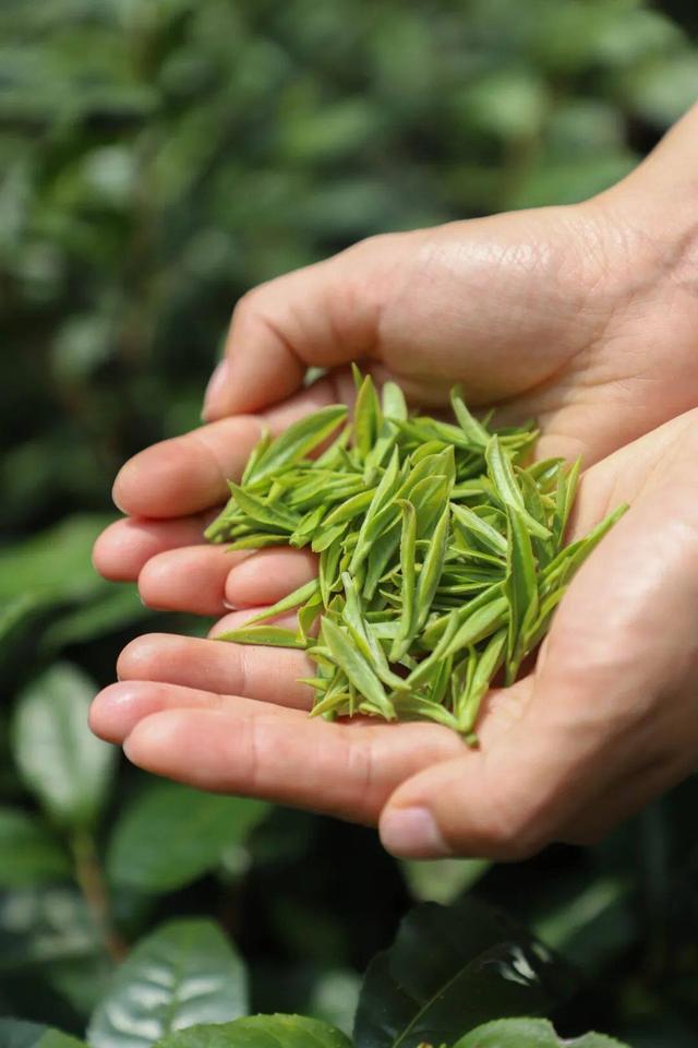 常州溧阳天目湖白茶好茶的特点（天目出好茶高山野茶香）(4)