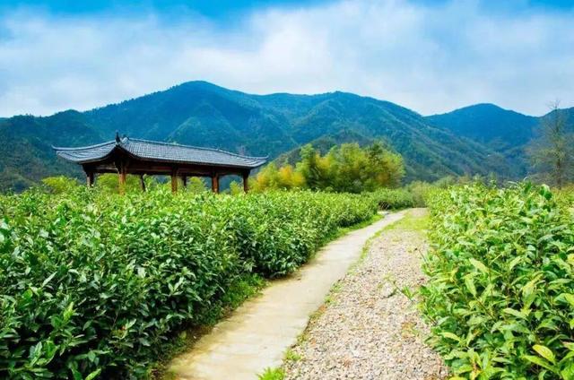 常州溧阳天目湖白茶好茶的特点（天目出好茶高山野茶香）(7)