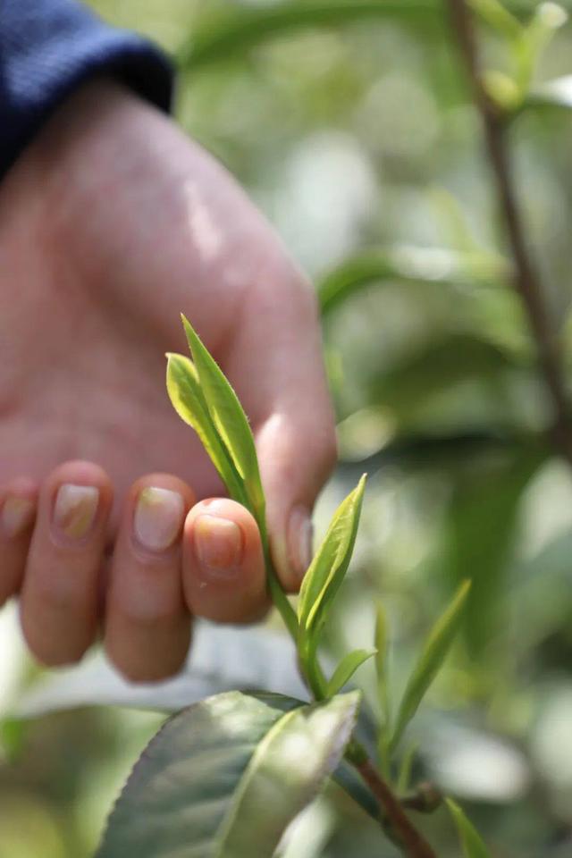 常州溧阳天目湖白茶好茶的特点（天目出好茶高山野茶香）(3)