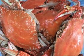 哺乳期能吃梭子蟹吗