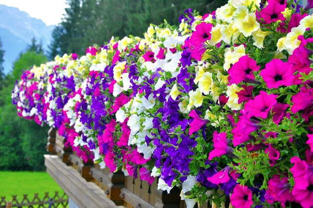 家里养的草本花卉有哪些品种（介绍500种草本花卉）(40)