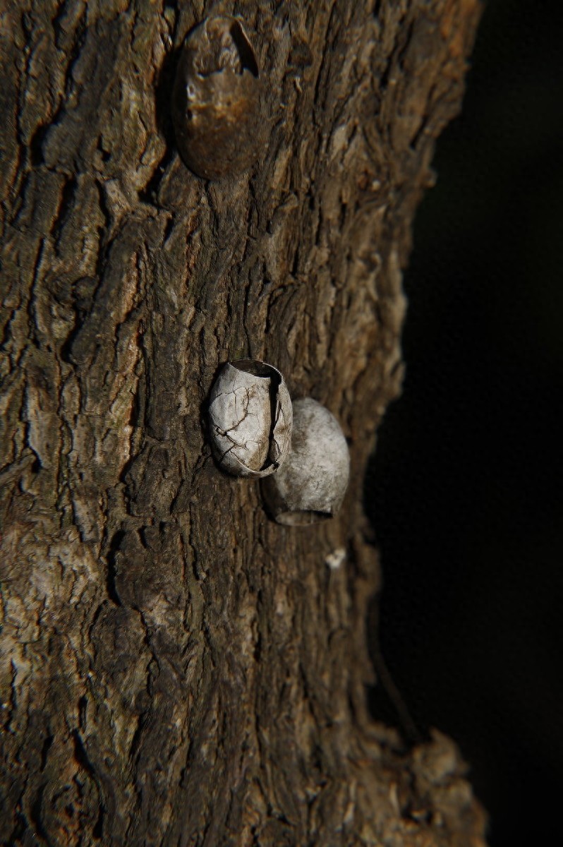 农村一种叫洋辣子的毛毛虫，被蛰后让人抓狂，幼虫价值不菲