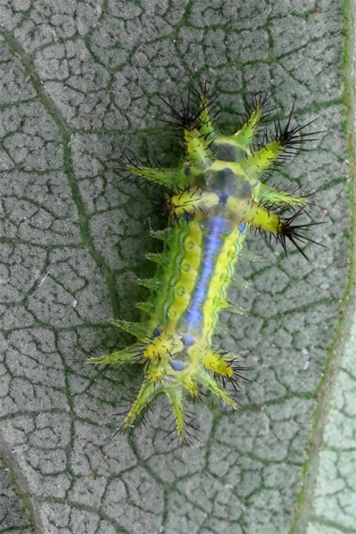 农村一种叫洋辣子的毛毛虫，被蛰后让人抓狂，幼虫价值不菲