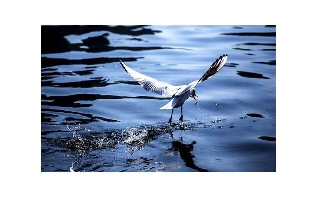 最贵的雪糕叫什么 最贵的雪糕叫什么