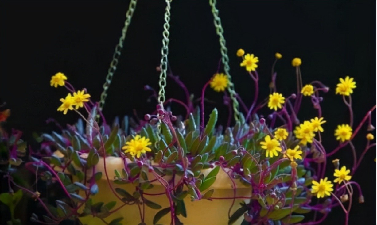 生石花开花图片（8种最爱开花的多肉看到都想养）