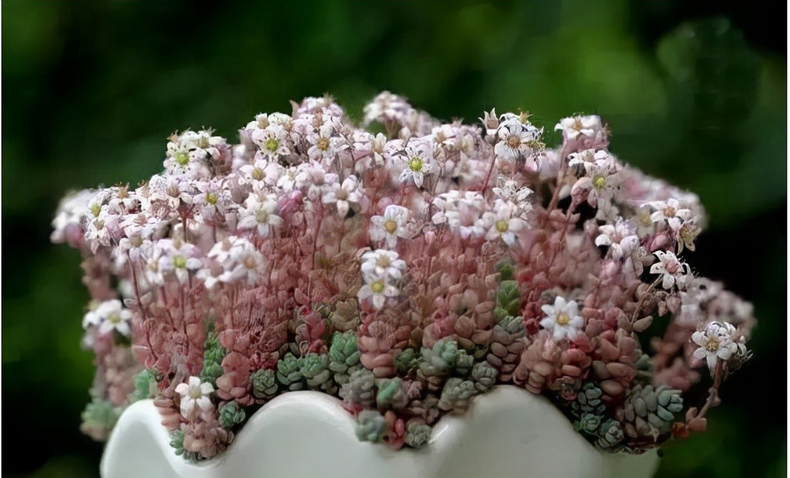 生石花开花图片（8种最爱开花的多肉看到都想养）