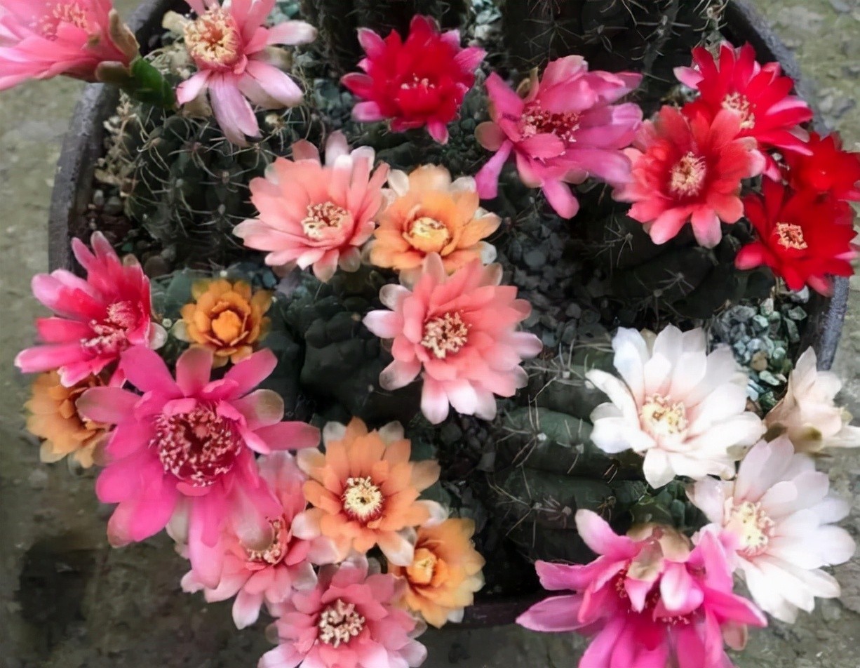 生石花开花图片（8种最爱开花的多肉看到都想养）